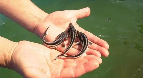 Продам русского малька Ирпень - изображение 1