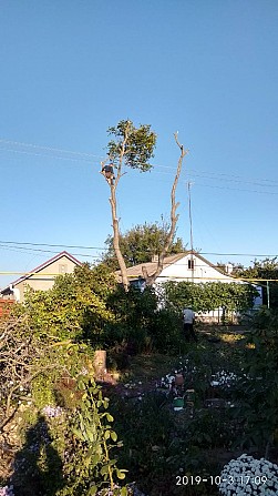 Спилим обрежем деревья, удалим поросли Одесса - изображение 1