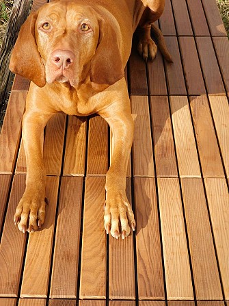 Термодошка, термососна, термоясен, термовільха, термодерево Луцк - изображение 1